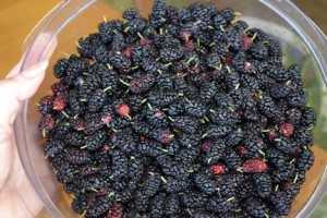 Freshly picked mulberries in a bowl