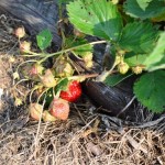 Strawberries ripening on the vine