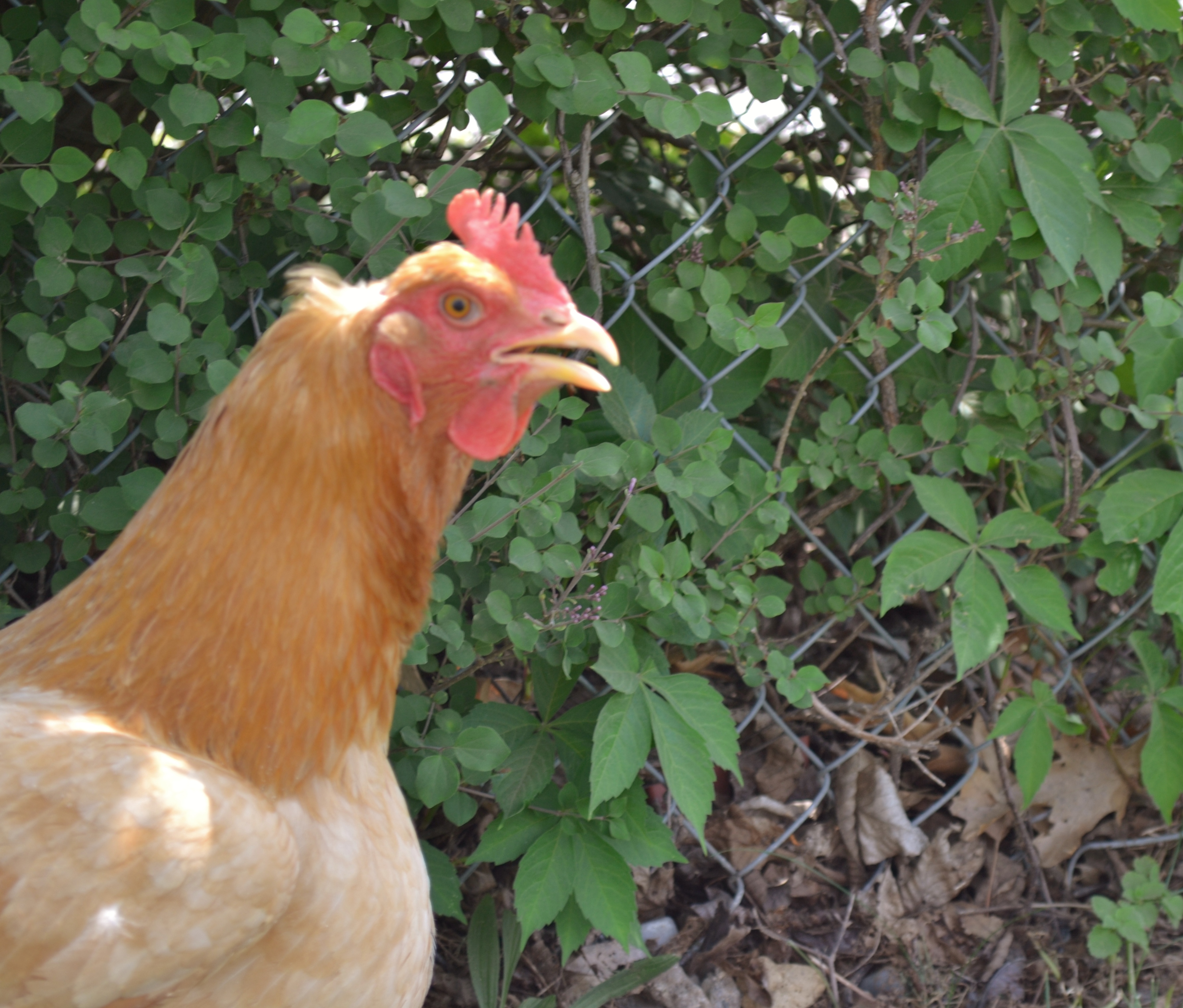 Lady Madonna, one of our new chickens
