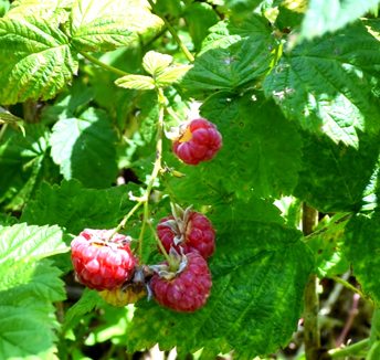Raspberries ready to pick