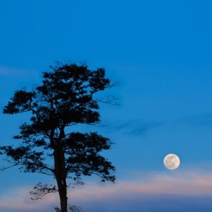 Moonlight Tree