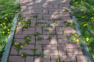 Dandelions growing on brick walkway