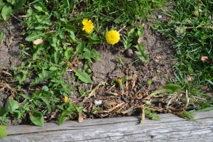 Dandelions along the walkway - only one appears to be wilted. 
