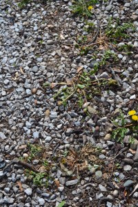 Wilted dandelions in the gravel driveway. 